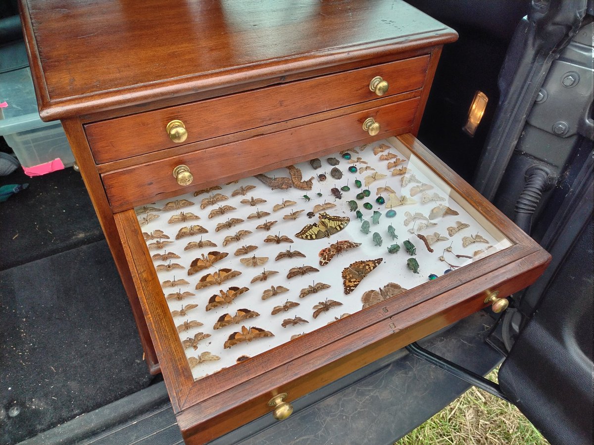 SDetectorist's tweet image. I fell in love with these drawers last weekend, and have spent all week trying to justify spending a substantial amount of money on them, still wasn't sure when I went back 🤔
Unfortunately full of bugs, which I shall try to rehome
My next finds display project 🤗
