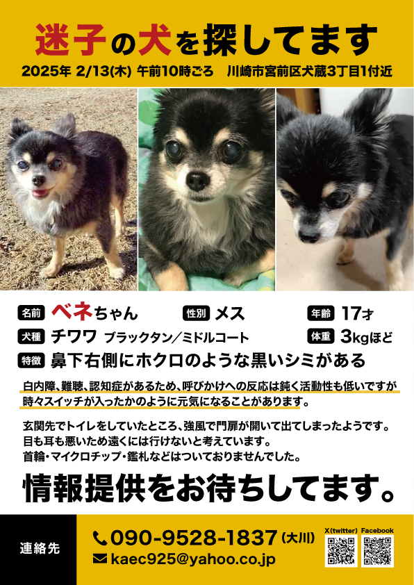 kaec925's tweet photo. #川崎市　#宮前区　#犬蔵　#迷子犬　暑い日が続いていて捜索もままなりませんが変わらずベネをさがしています。何かご存知の方いらしゃったらご連絡下さいお願い致します。　#多摩区　#高津区　#たまプラーザ　#溝の口　#拡散希望　#チワワ　#老犬　#トリミング　#東京　#動物 https://t.co/isiSdMtEvV