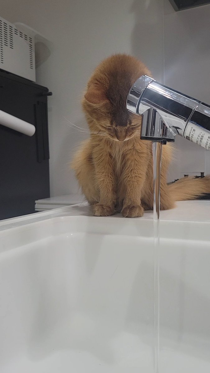 chipie0826's tweet image. 猫が流れる水を見てるのが可愛くて無駄に水流しちゃう……