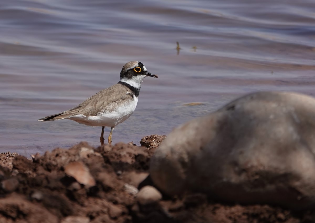 Bird of the Week: Little Ringed Plovers are back on Durham’s gravel shores  - bright-eyed &amp; full of attitude

Seen any this year?

(Photo: Mark Harper)

#DBCAt50 #BirdOfTheWeek #CountyDurhamBirds #DurhamBirdClub #Birding #BirdwatchingUK #WetlandBirds