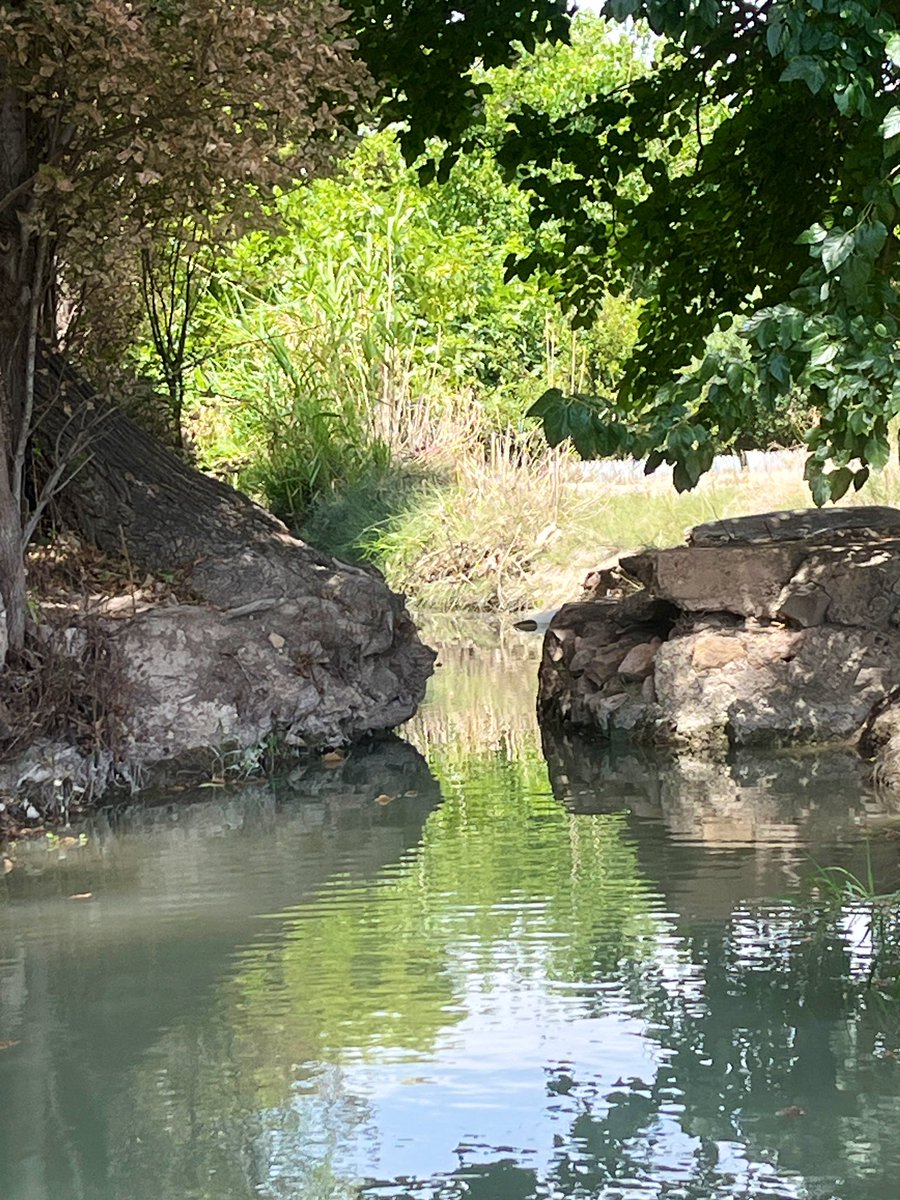 🍋 Acequia Albadel 
🥦 Aljucer
🍅 Huerta de #Murcia

Ninguna de las 📸 que podéis ver en esta humilde cuenta está a más de 20’ en 🚙 de la Gran Vía de #Murcia

Un formidable tesoro que no estamos sabiendo proteger ni conservar.