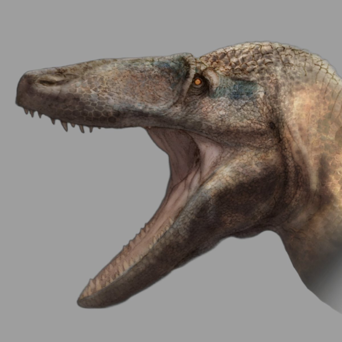 Unfinished Megaraptor sp.