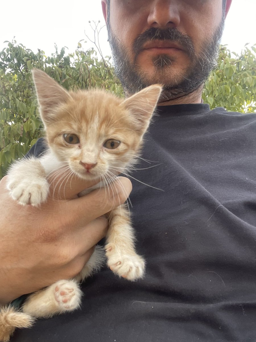 کسی این بچه تخم گربه‌ی بی‌ پدر و مادر رو نمیخواد؟