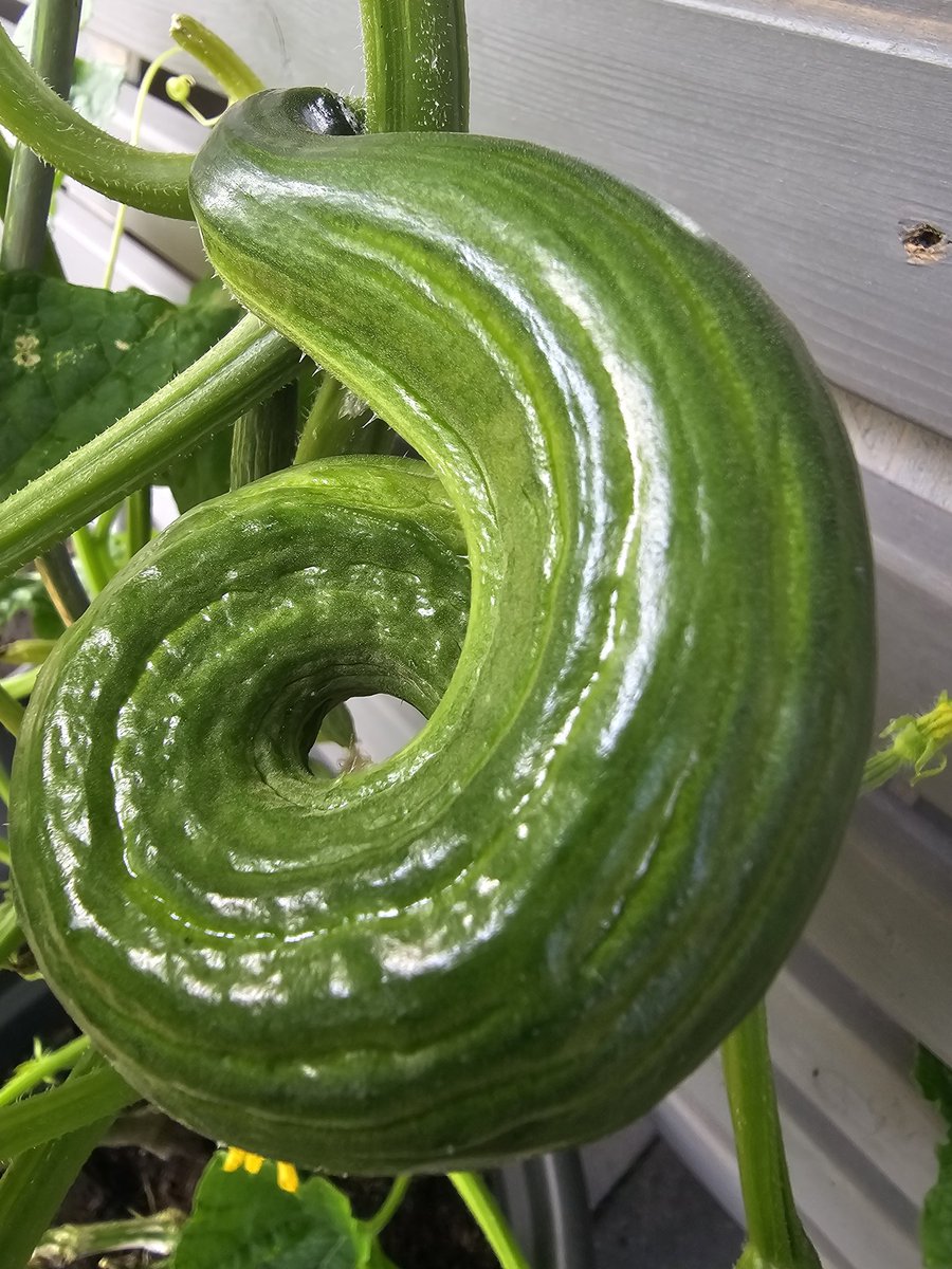 LuringStephan's tweet image. This #cucumber looks like a snail 🐌