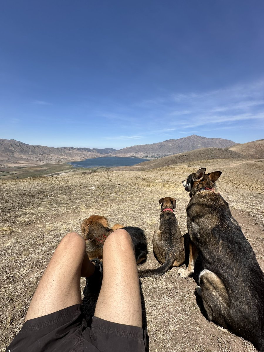 gui10road's tweet image. 27 de Julio, día internacional del perro callejero 🤍