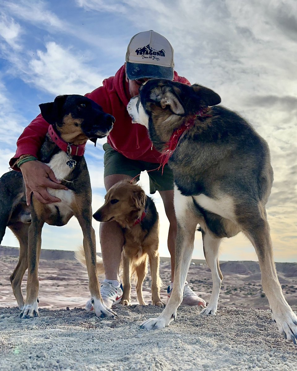 gui10road's tweet image. 27 de Julio, día internacional del perro callejero 🤍