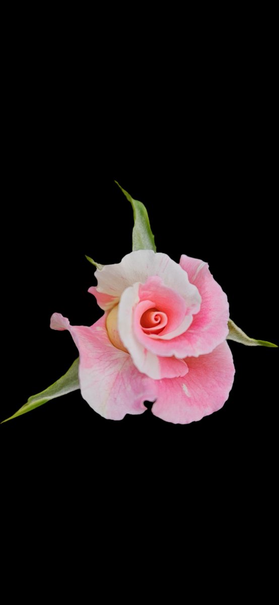 Eat2LiveRight's tweet image. God bless YOU.
Yes you 🫵
There is beauty in life we never grasp, friendships come we hope will last.
Time is a thief we ought ignore, a rose must fade, in memory it can endure.
My tiny rose she's far away, in my dreams every day. Crushing much? 🤪☺️🥰 hmm 🤔 I'd say!
