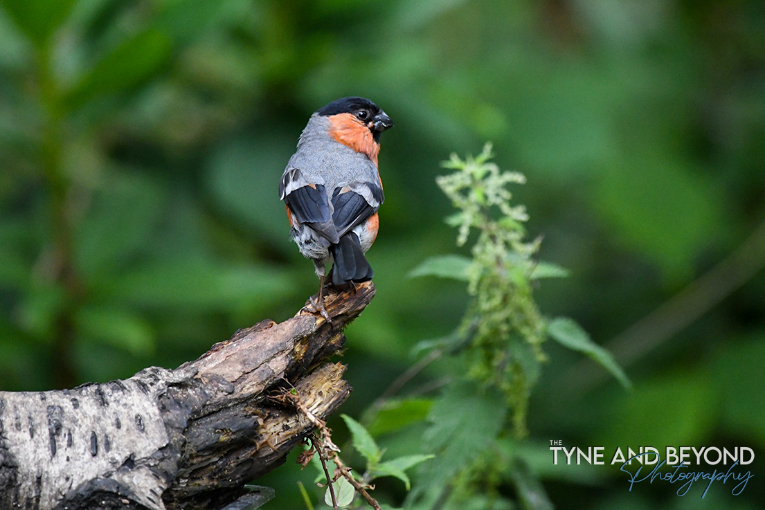 The Tyne and Beyond (@tyneandbeyond) on Twitter photo male bullfinch at gosforth nature reserve
@NENature_ <a href="/AP_Magazine/">Amateur Photographer</a> #APPicoftheWeek <a href="/Natures_Voice/">RSPB</a> <a href="/bbcwildlifemag/">BBCWildlifeMagazine</a> <a href="/BBCSpringwatch/">BBC Springwatch</a>
<a href="/NorthEastTweets/">North East Tweets</a> male bullfinch at gosforth nature reserve
@NENature_ <a href="/AP_Magazine/">Amateur Photographer</a> #APPicoftheWeek <a href="/Natures_Voice/">RSPB</a> <a href="/bbcwildlifemag/">BBCWildlifeMagazine</a> <a href="/BBCSpringwatch/">BBC Springwatch</a>
<a href="/NorthEastTweets/">North East Tweets</a>