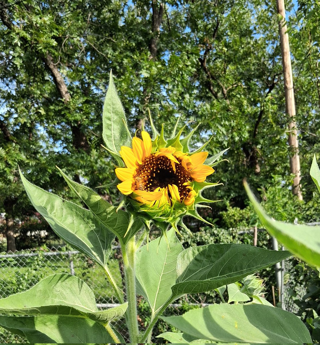 ProfeSteve1701's tweet image. My tallest sunflower is almost completely open now. A little honeybee came for a snack.