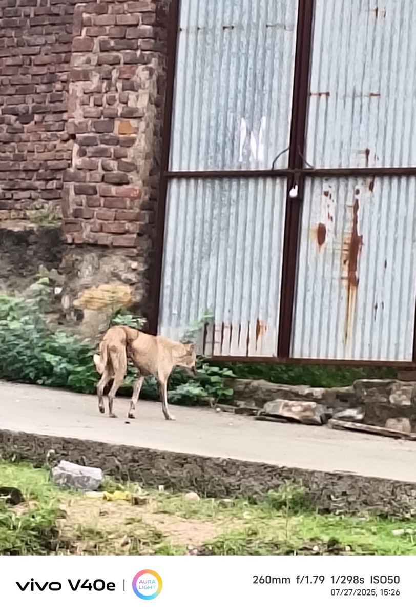 Hello everyone
Very urgent case from bhilwara rajasthan 
A female doggie is running frantically on highway
Between mandal and Bhilwara
Her stomach is tied with a tight wire 
Reporter is ready to visit the location and help the rescuer/NGO/team

8560058428
Silas Gaikwad