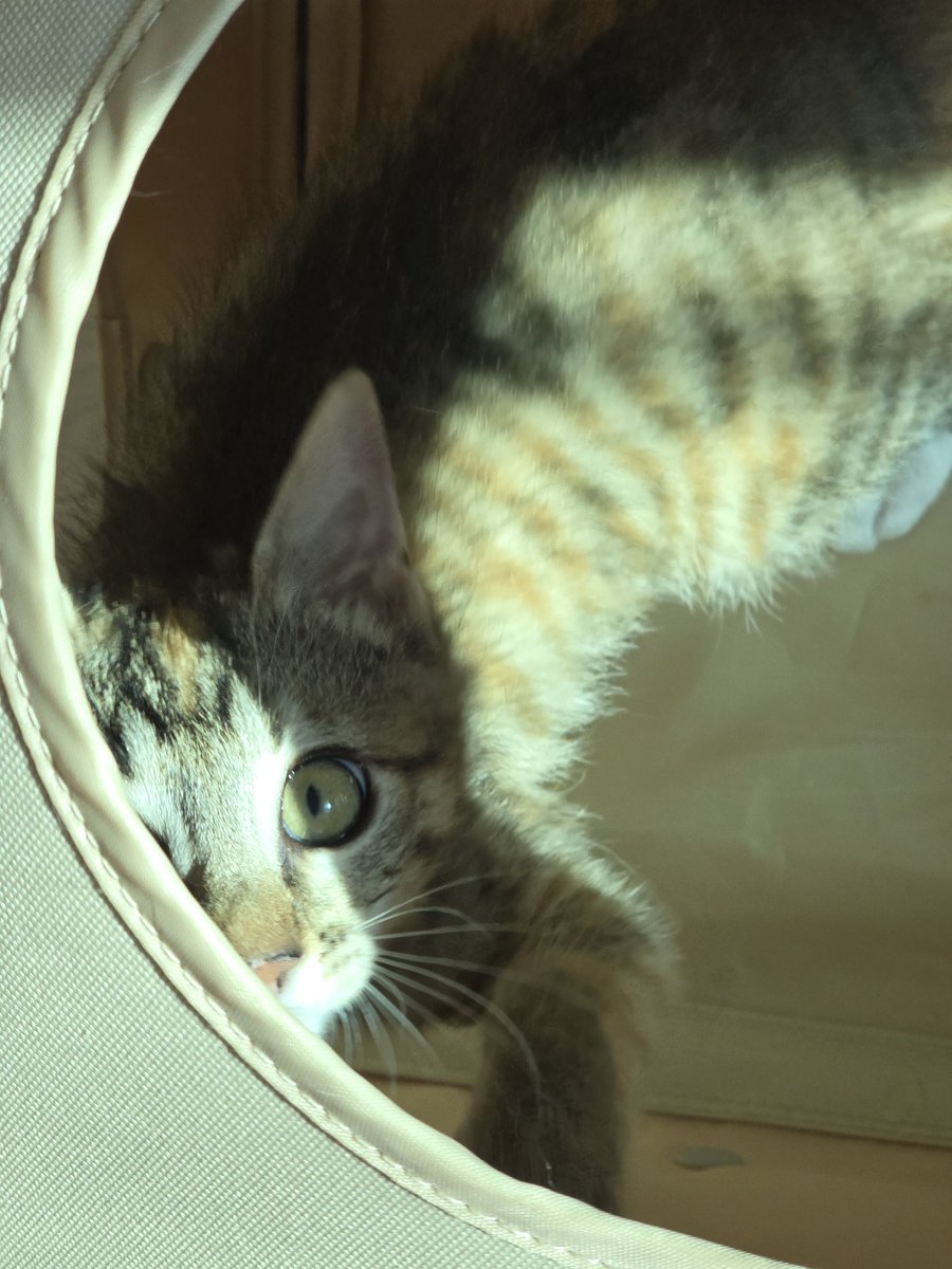 _imbo___'s tweet image. 눈부셔...!
곤히 입양신청 링크⬇️
nabiya.org/adopt
🐱 곤히/여/2025년5월11일생(추정)
🐱 2차 접종/구충완료
#나비야사랑해_곤히 #가족찾는_곤히 #서울경기인천