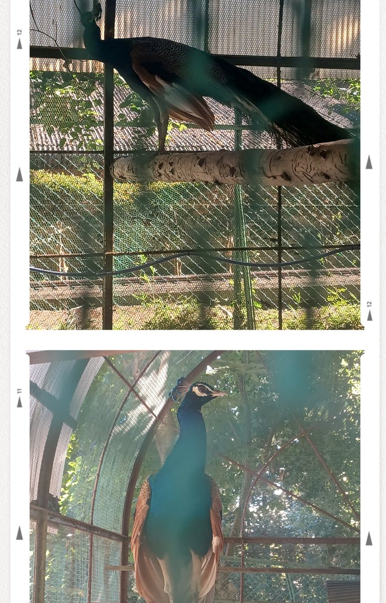🍀緑豊かな道を歩き
🦚木陰には孔雀がいましたよ
🕰️久しぶりに見れたのは
👒嬉しかったです