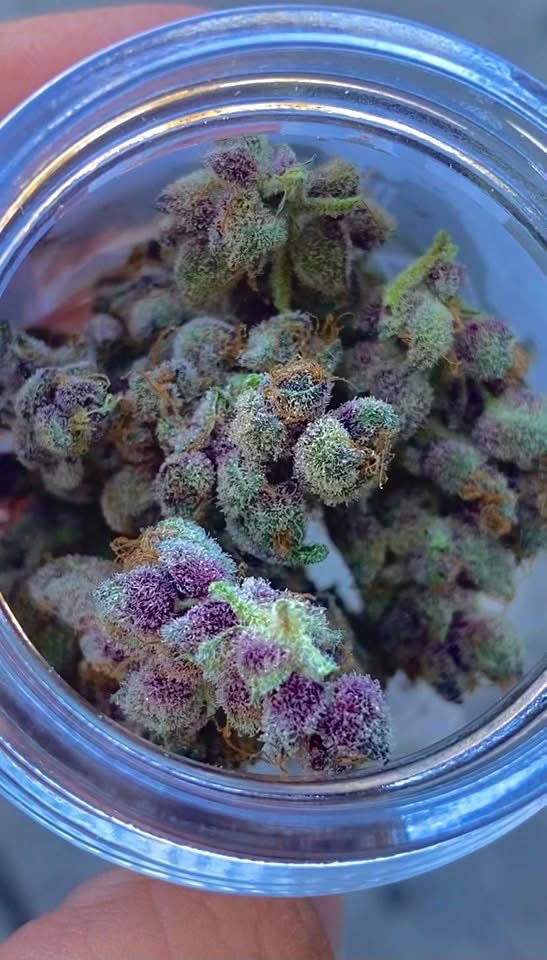 STONED2Da_BoneZ's tweet image. Black Lime Reserve × Tropicana Cookies 🍪
