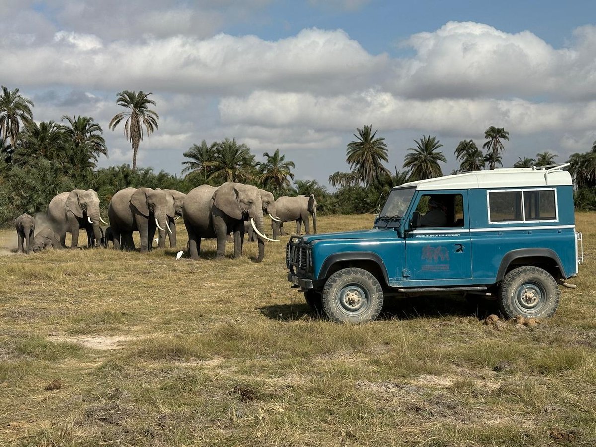 ElephantTrust's tweet image. This week we celebrate our matriarch, Dr Cynthia Moss!

A pioneer in elephant research and a true force in conservation, Cynthia has led ATE for over 50 years.

Happy birthday, Cynthia - we deeply appreciate all that you do for people and elephants.