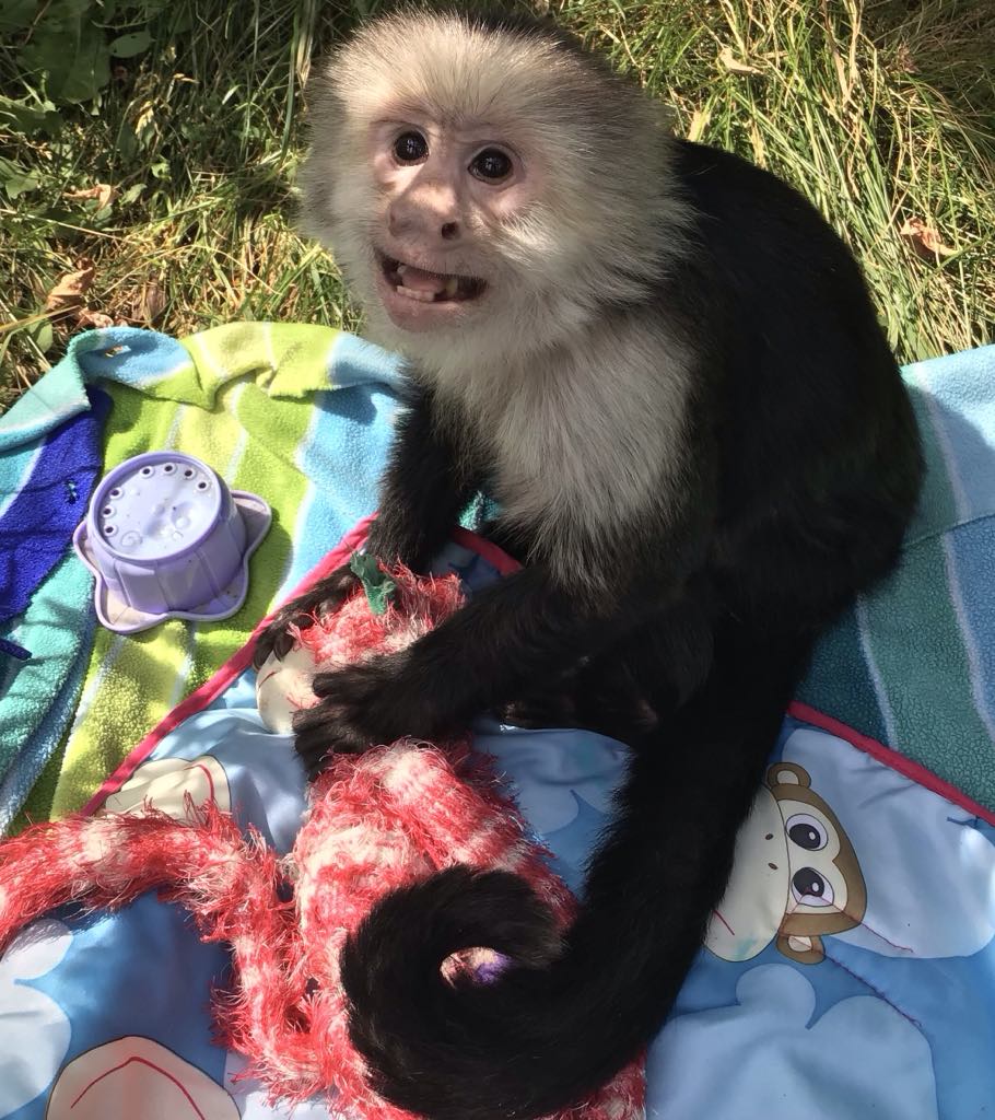 PocketsWarhol's tweet image. Me waiting for visitors to arrive at my sanctuary for our summer Open Day😃🐵 #storybookmonkeys