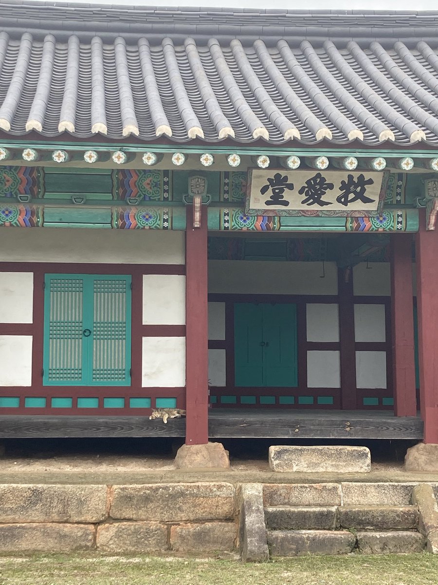 태안의 원님 고양이