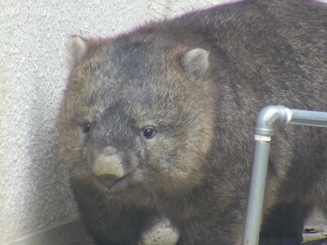 lucywombat5's tweet image. もうすぐ晩ごはんだから、
待っているよ〜。
2020/7
#ウォンバット　#五月山動物園