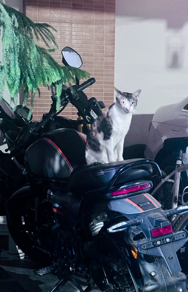 Meowtorcycle Diaries !