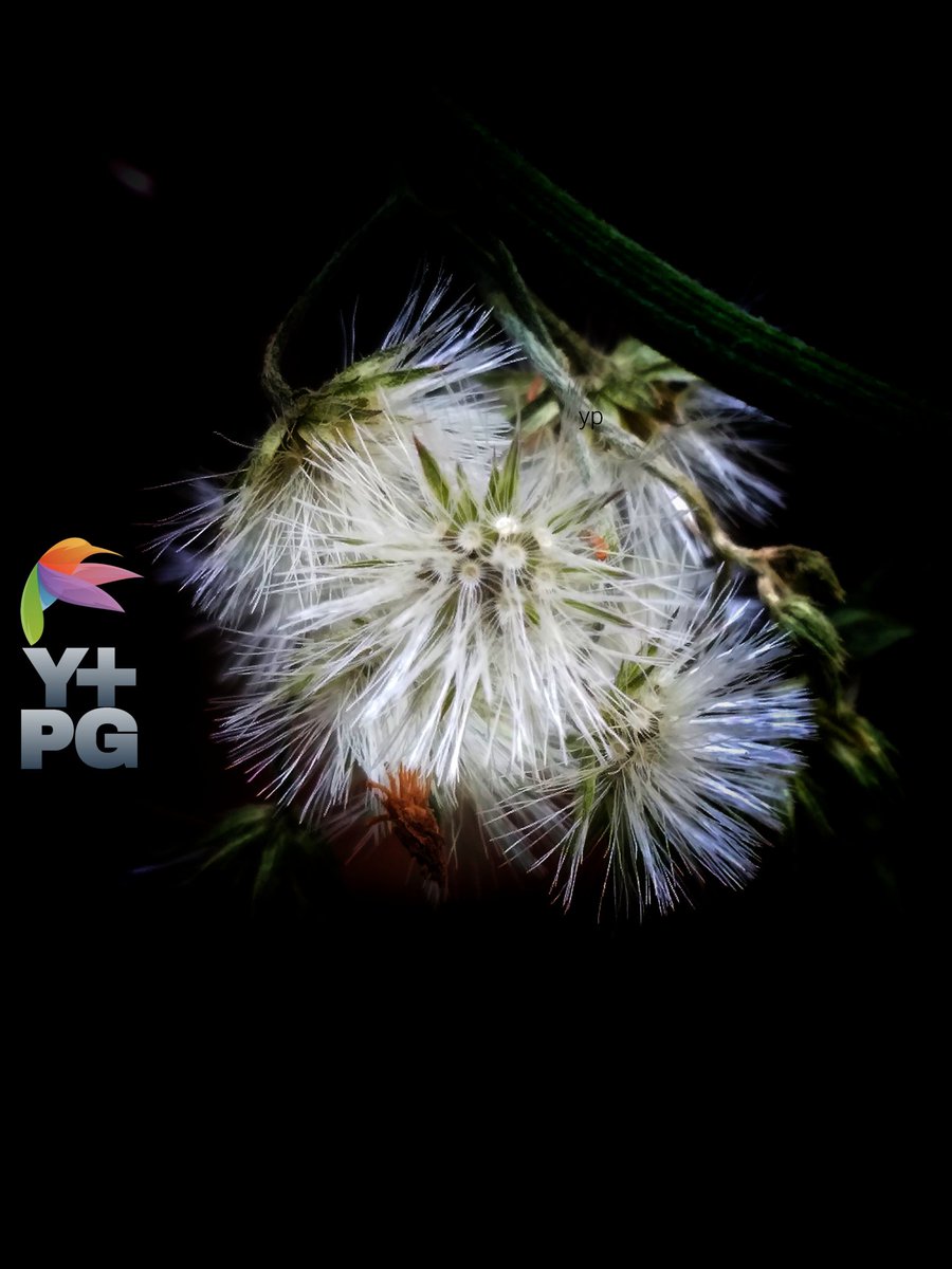 bunch of dried dandelions blooming in the dark

#photography #photo  #photograph #photooftheday #photographylovers #PhotographyIsArt #nature #naturelove #NatureIsAmazing #naturescenery #naturelover #macro #macrophotography