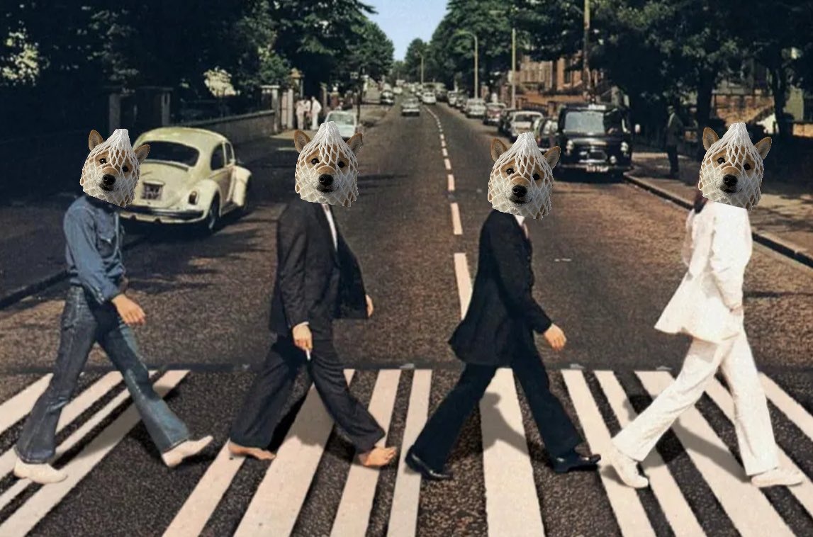 the dog is wrapped $wDOG