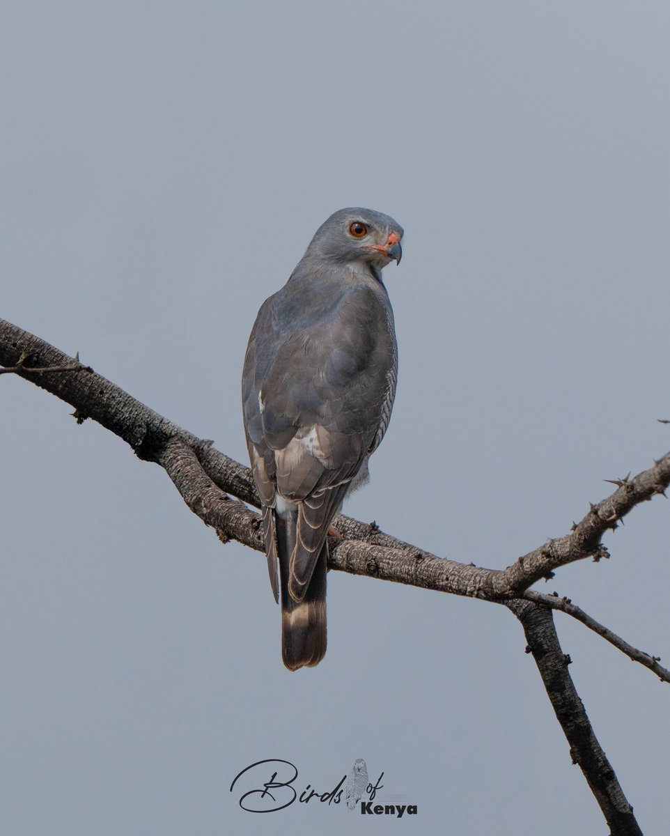 Waimaimba's tweet image. Lizzard Buzzard 馃摳馃嚢馃嚜 #BirdsSeeninkenya #BirdsSeenIn2025