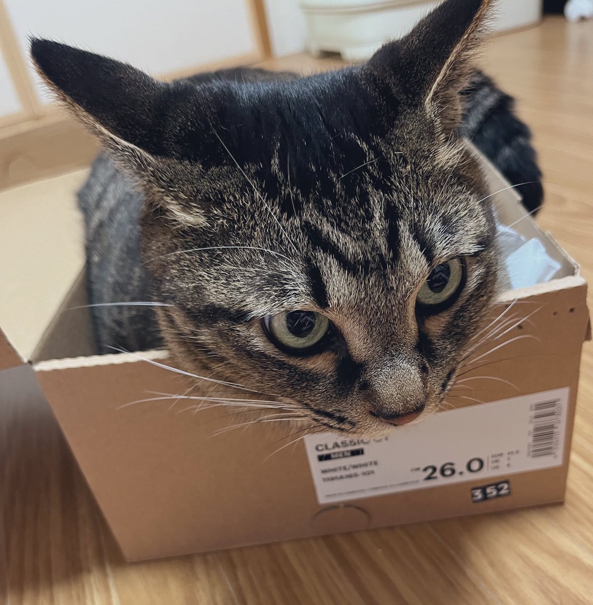 aoiumitos's tweet image. 箱入りねこ