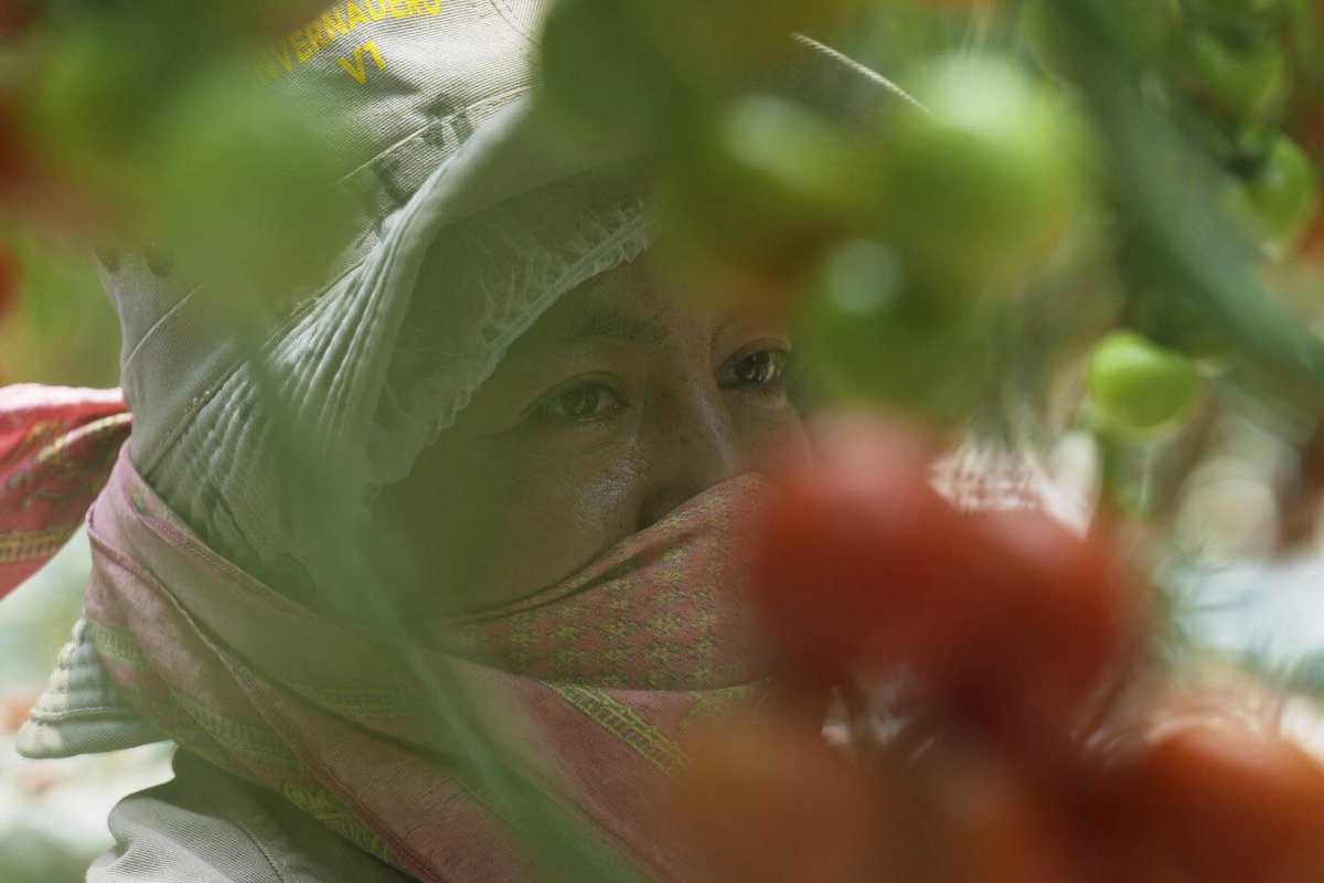 EECastilloAP's tweet image. Here's how a major Mexican tomato exporter is affected by Trump’s 17% tariff. By @fisanchezn
apnews.com/article/mexico…