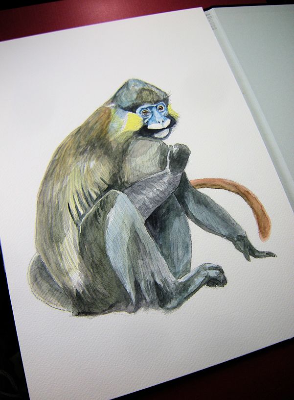 haiiromizunagi's tweet photo. いつもの所Ⅰで #クチヒゲグエノン #グエノン #MoustachedGuenon #Guenon #Cercopithecus #Cercopithecidae を #大人の鉛筆 で下描き #水彩 で着色 #スケッチ #ドローイング。昨日まで続けて描いてきた #サル の仲間を、良い水彩紙にキチンと描こう‥という事で、一つ目は本種で。顔が結構巧くいった‥ https://t.co/7XgZcl8ACx