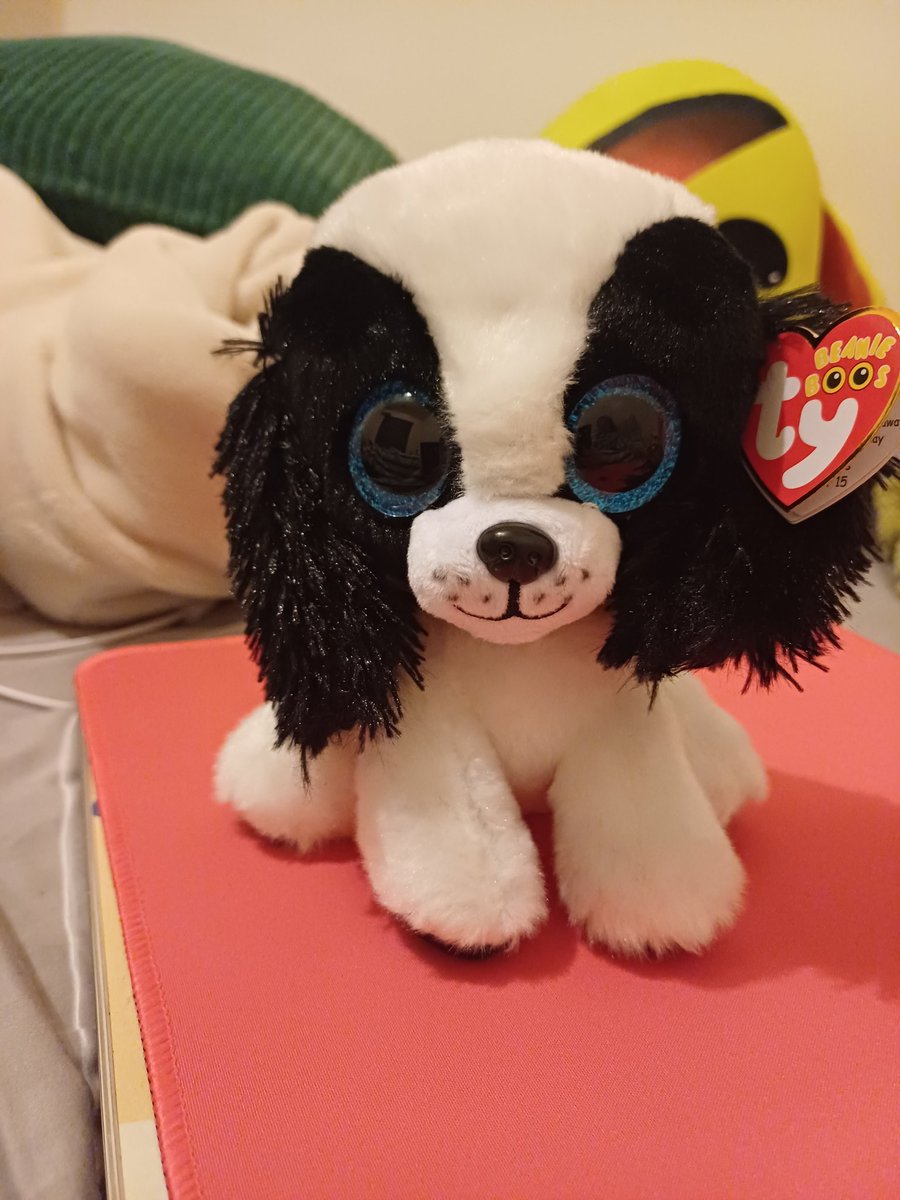 _Buggsys's tweet image. Gooby got this pup today with a big ahh forehead and her reasoning was "she is sitting"
