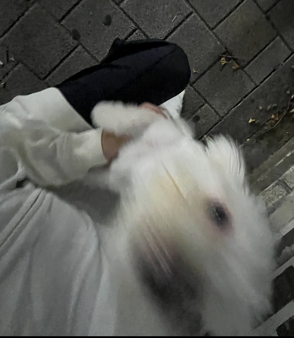 junheo31_s's tweet image. 며칠 전 스카가는 길에 마주쳤던 가출한 강아지 (주인분이 금방 데려가심)
주변 과일가게 사장님이 주인 모른다고 하시길래 포인핸드에 올리려고 사진 찍었는데
애기가 사람을 너무 좋아함 이슈로 사진에 이렇게 나왔어요