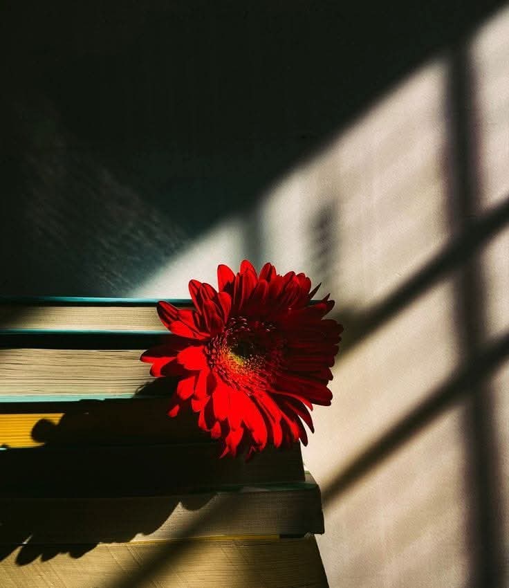 meri_mrzi's tweet image. "الفاظ ہمیشہ بے ذائقہ ہوتے ہیں ، ادا کرنے والے
کا لب و لہجہ اِنہیں میٹھا یا کڑوا بنا دیتا ہے۔
۔
#اردو_زبان