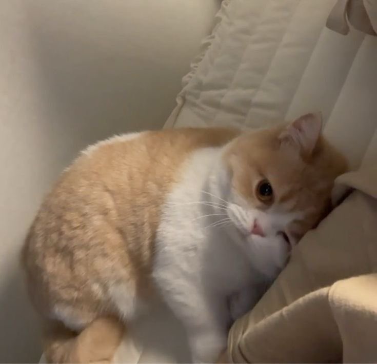 Alalmone's tweet image. พึดติกัมเหมียวหนิ🐱🐱🐱♡
