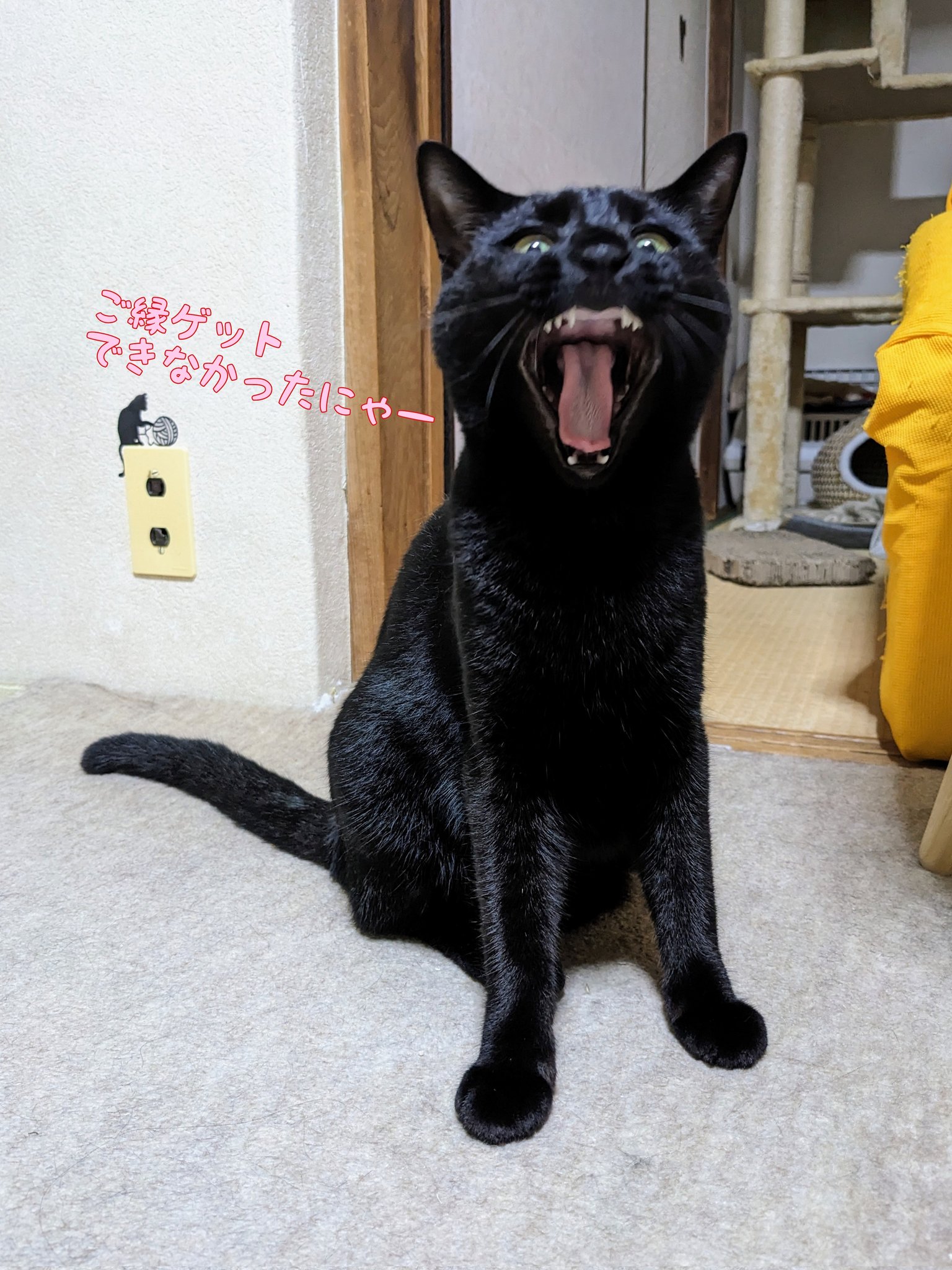 額 女豹に黒猫 額 女豹に黒猫