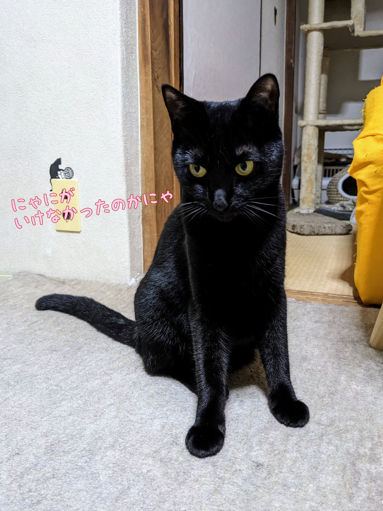 くろねこ様❤️オーダー❤️お腹ぽっこり♡エキゾチック子猫ちゃん♡アートドール♡ くろねこ様❤️オーダー❤️お腹ぽっこり♡エキゾチック子猫