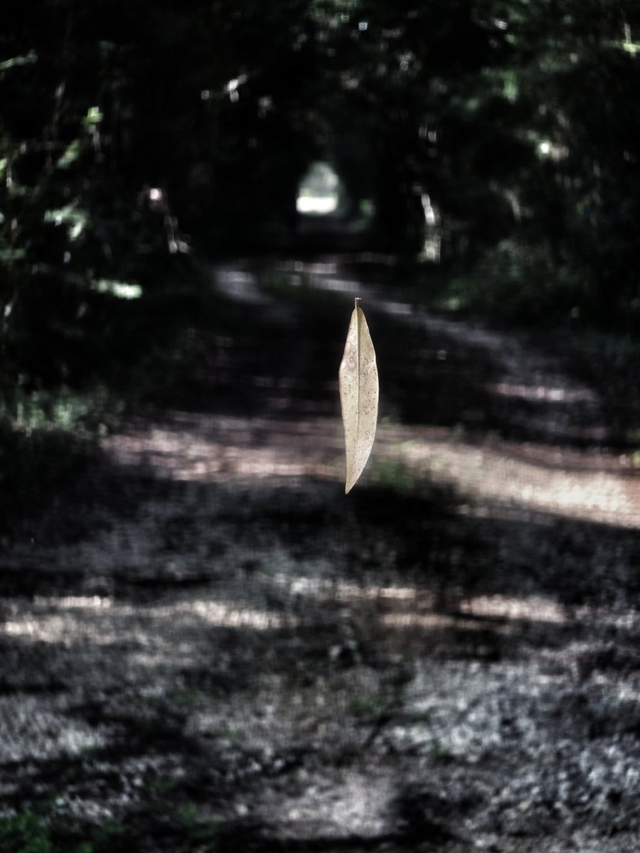 sylviafranco's tweet image. Photographs economize the truth; they are always moments more or less illusorily abducted from time&apos;s continuum.
#sundaysentence 
Sally Mann, Hold Still