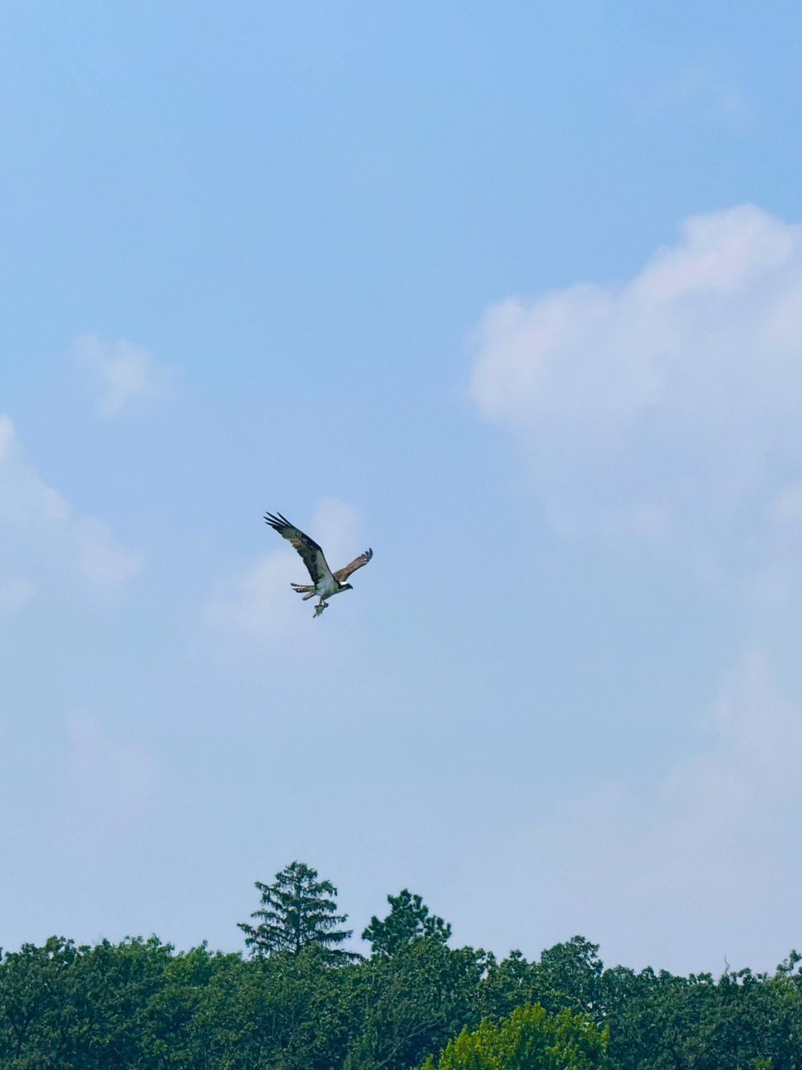 thoughtlungs's tweet image. osprey being,
thank you for being here