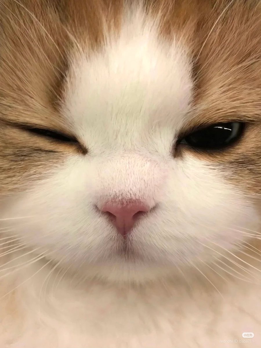 nocontextscats tweet picture