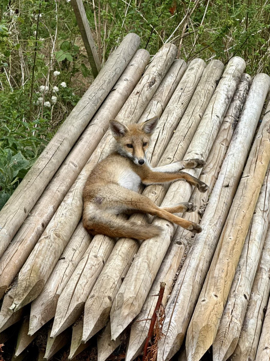 GP_wildlife's tweet image. Fox cub on the log pile #zorro #renards #foxlovers #Foxes #FoxOfTheDay #Foxes #fox #lazysunday