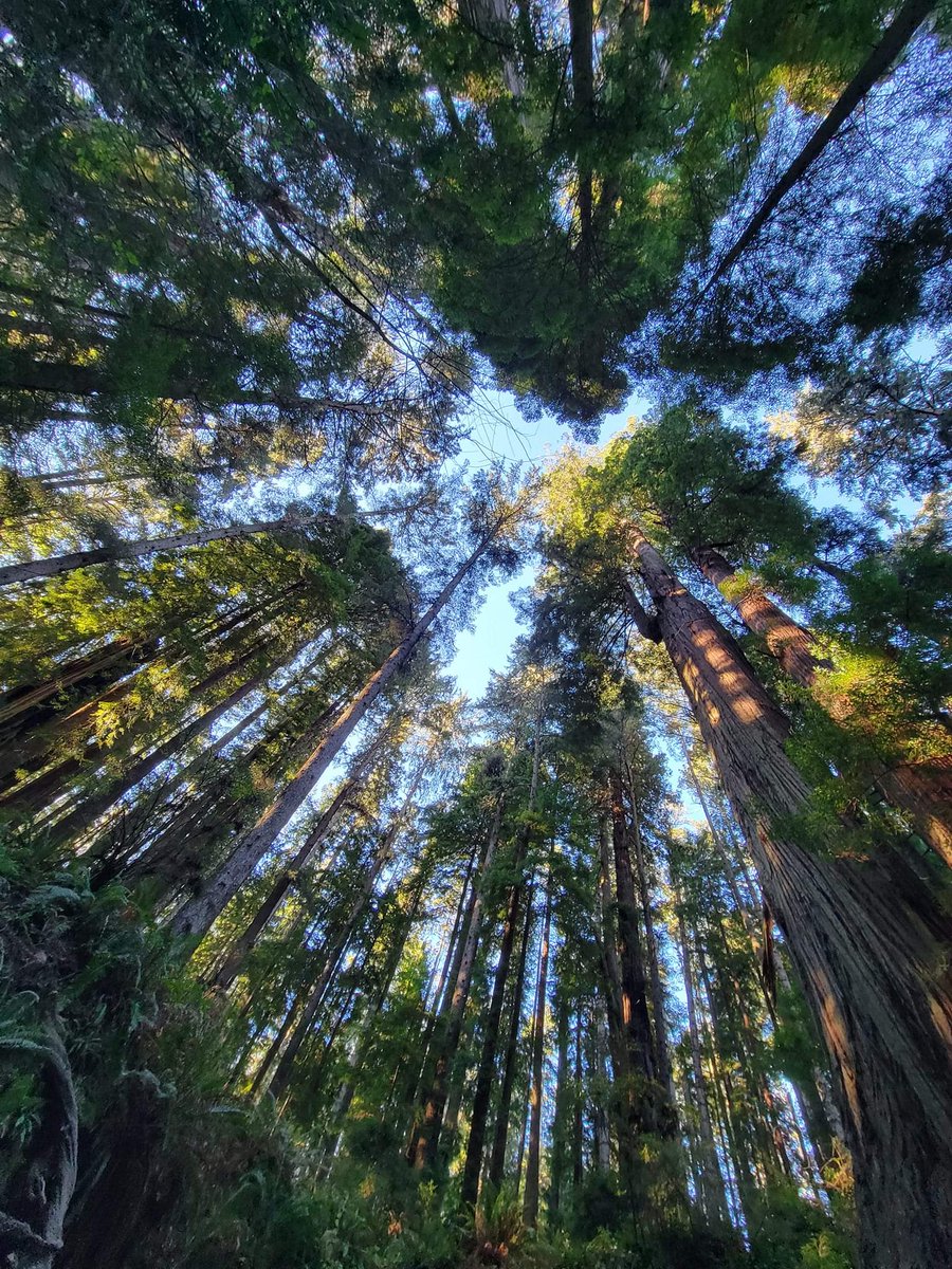 lone_wolf__1's tweet image. redwoods appreciation part deux