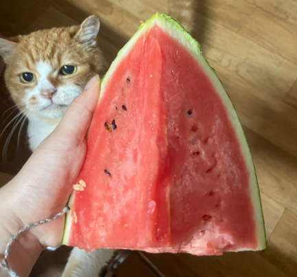 고양이는 수박을 먹을 수 없습니다