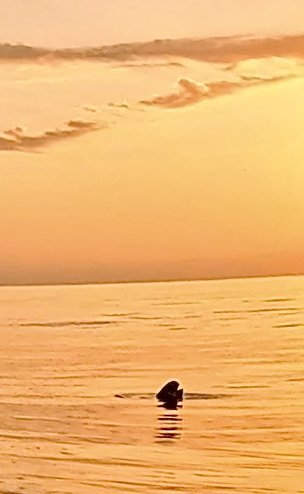 KipAuthor's tweet image. Numerous sea turtles offshore this morning. This one surfaced to breathe fairly close 😊 I could also see quite a few “crawls” on the beach where nests were dug 👍 #seaturtles #beaches #sunrise #BrevardCountyBeaches #turtlenesting #outriggercanoe