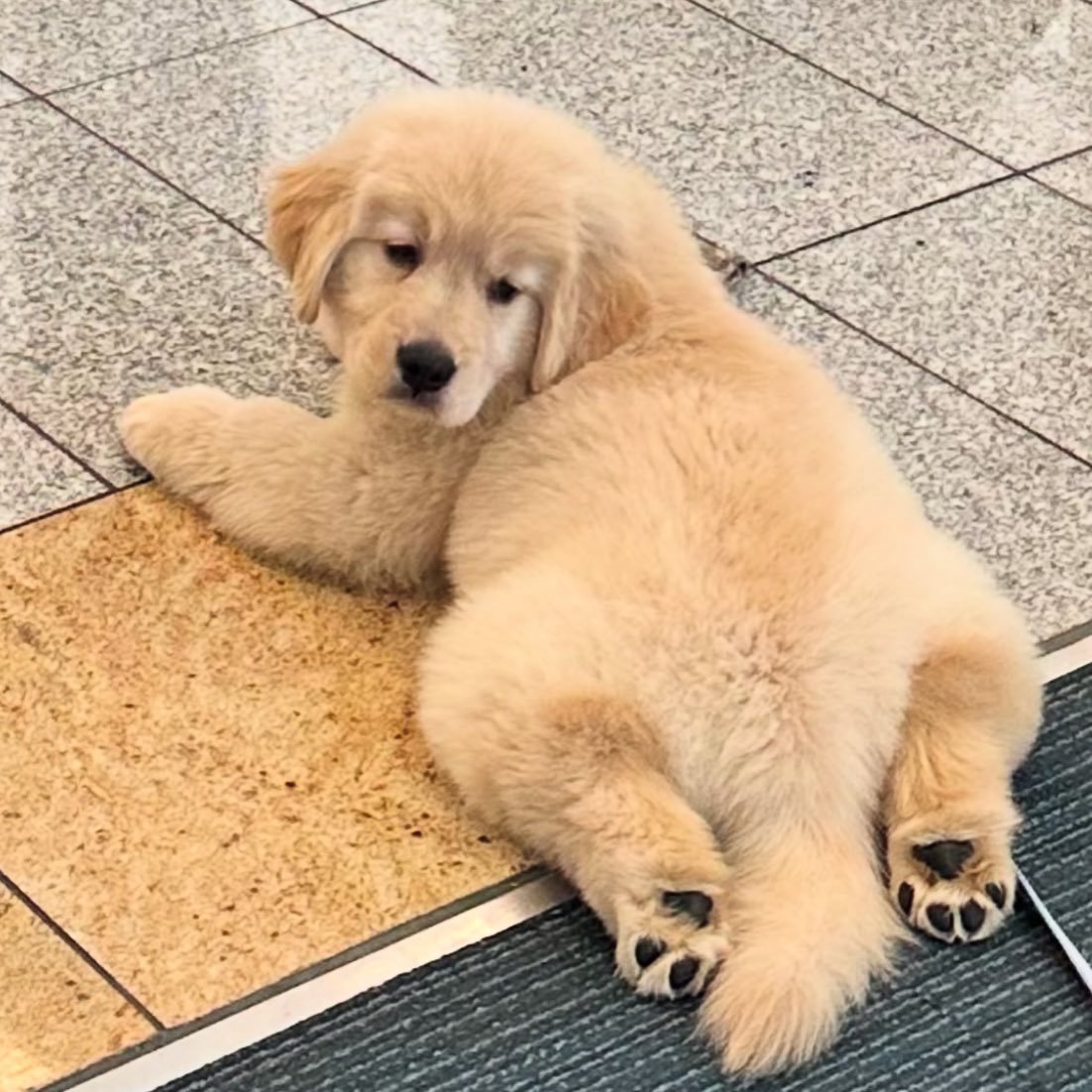 takemybear's tweet image. นี่แกเรียกชั้นว่าไออ้วน?? 

ป่าว (ก้มันจิงหนิ)