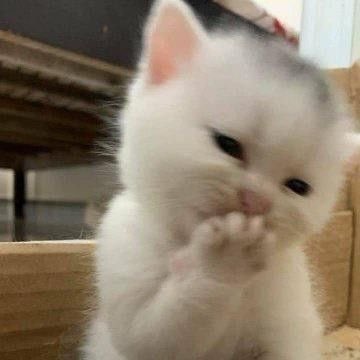 takemybear's tweet image. นี่แกเรียกชั้นว่าไออ้วน?? 

ป่าว (ก้มันจิงหนิ)