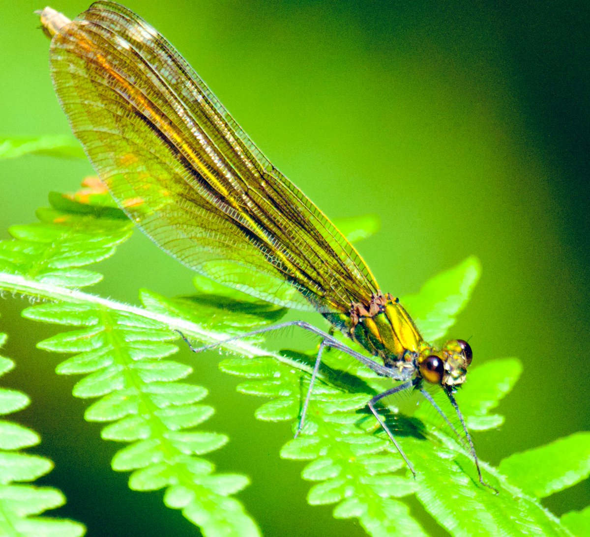 Tim Ridgeway (@timtim292) on Twitter photo Grayling, Female Emperor Dragonfly, Silver Washed fritillary and female Beautiful Damselfly Aylsbeare Common <a href="/BCDevon/">BC Devon Branch</a> <a href="/savebutterflies/">Butterfly Conservation ๐ฆ</a> <a href="/PebblebedHeaths/">Pebblebed Heaths</a> <a href="/SEDwildlife/">South East Devon Wildlife</a> <a href="/DevonWildlife/">Devon Wildlife Trust</a> <a href="/wildlife_devon/">Wildlife In Devon</a> Grayling, Female Emperor Dragonfly, Silver Washed fritillary and female Beautiful Damselfly Aylsbeare Common <a href="/BCDevon/">BC Devon Branch</a> <a href="/savebutterflies/">Butterfly Conservation ๐ฆ</a> <a href="/PebblebedHeaths/">Pebblebed Heaths</a> <a href="/SEDwildlife/">South East Devon Wildlife</a> <a href="/DevonWildlife/">Devon Wildlife Trust</a> <a href="/wildlife_devon/">Wildlife In Devon</a>