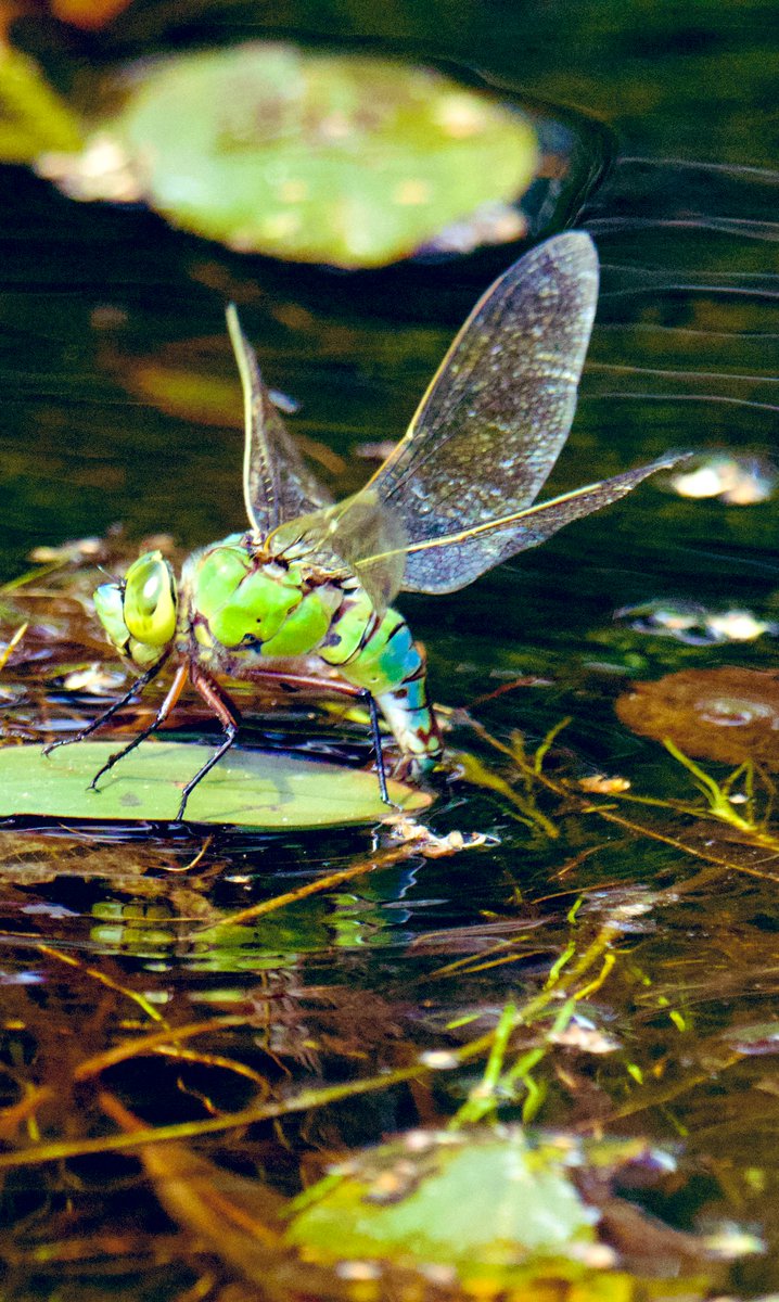 Tim Ridgeway tweet media