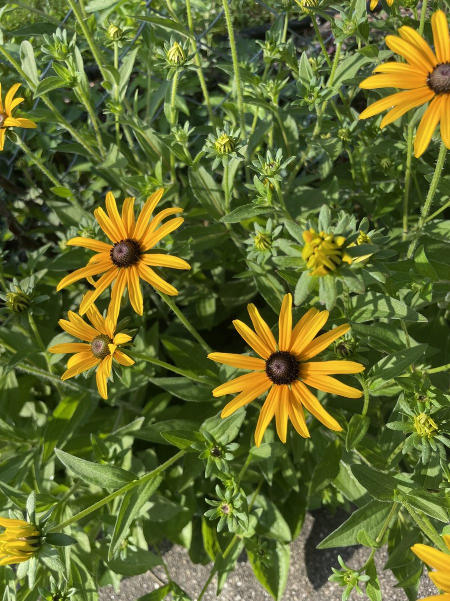 disgruntmonkey's tweet image. Pix from today’s walk before the heat kicked in.