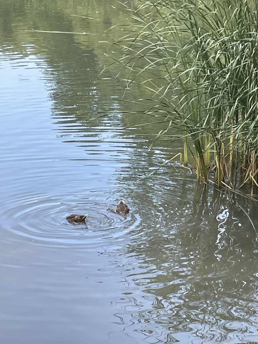 disgruntmonkey's tweet image. Pix from today’s walk before the heat kicked in.