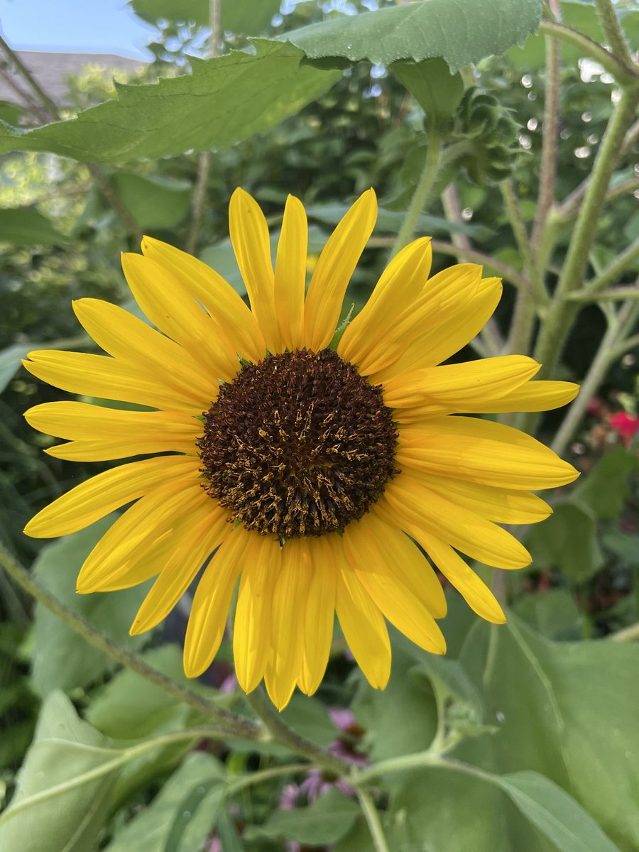 disgruntmonkey's tweet image. Pix from today’s walk before the heat kicked in.