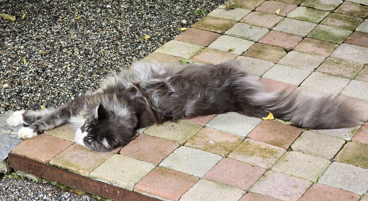 Сегодня на уроке рисуем кота по клеточкам.