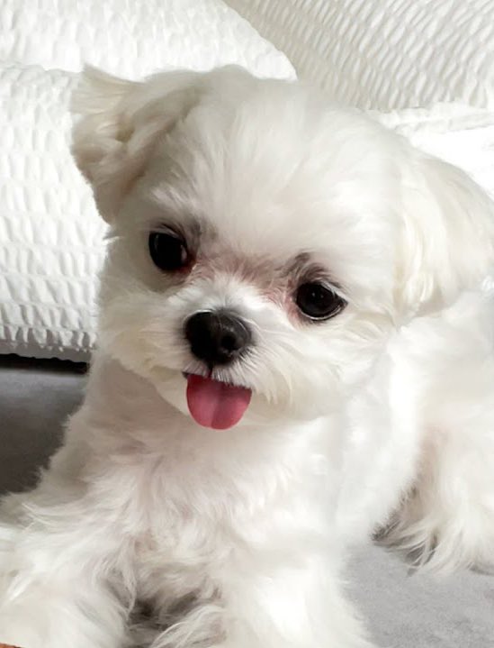 3___2__9's tweet image. 이래도 말티즈가 아닐 수 있어,?